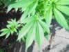 marijuana-leaf-closeup