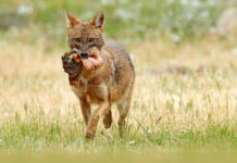 7 Ways the Dems Devised Their Own Destruction As Trump’s Jackals Are on the Loose